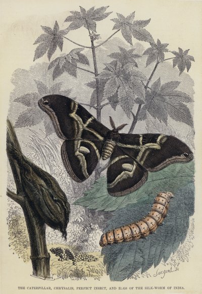 The Caterpillar, Chrysalis, Perfect Insect og Eggs of the Silk-Worm of India (farget gravering) av English School