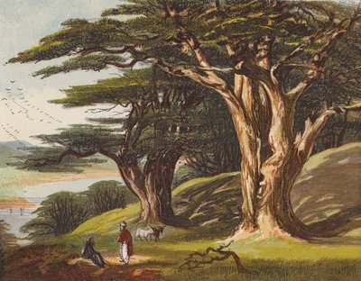 The Cedars of Libanon (farge litho) av English School