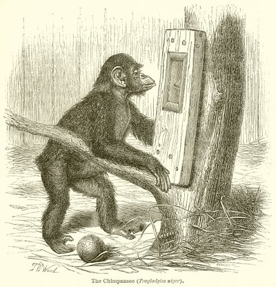 Sjimpansen (Troglodytes Niger) av English School
