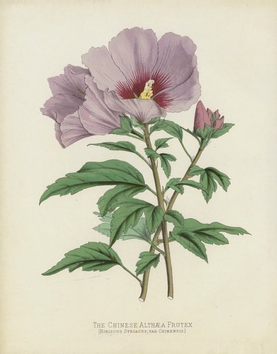 Den kinesiske Althaea Frutex, Hibiscus Syriacus; var Chinsis av English School