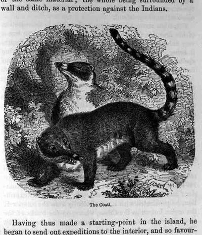 The Coati, fra Santo Domingo Past and Present av Samuel Hazard, pub. 1873 av English School