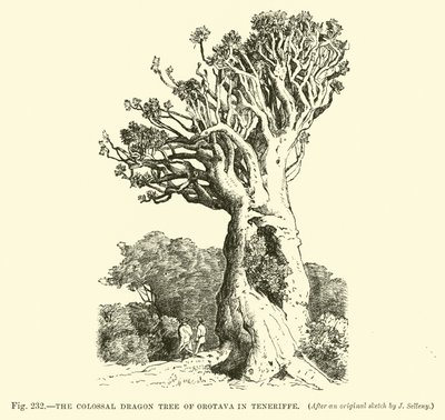 The Colossal Dragon Tree of Orotava på Teneriffe av English School