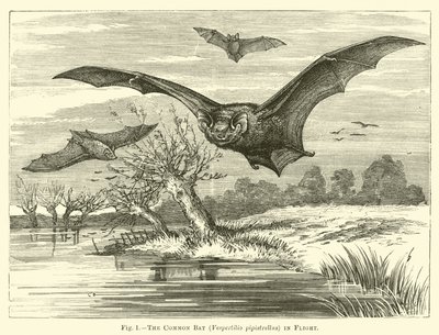 Flaggermus, Vespertilio pipistrellus, på flukt av English School