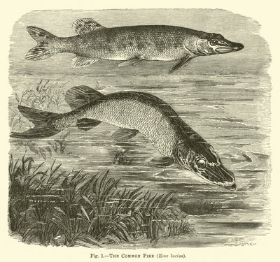 Den vanlige gjedde, Esox lucius av English School