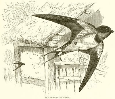 Den vanlige svalen av English School