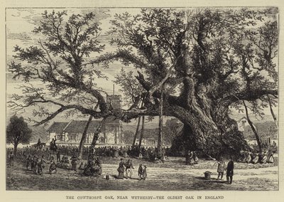 The Cowthorpe Oak, nær Wetherby, den eldste eiken i England (gravering) av English School