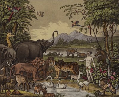 Skapelsen (farge litho) av English School