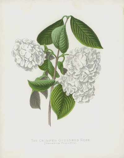 The Crimped Gueldres Rose, Viburnum Plicatum; var Dilatata av English School