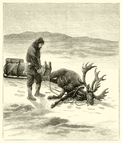 The Dead Reindeer (gravering) av English School