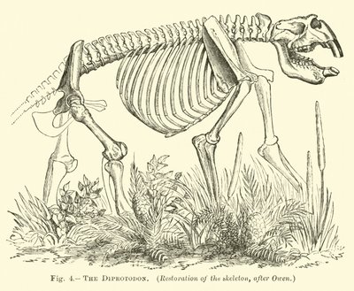 Diprotodonen av English School