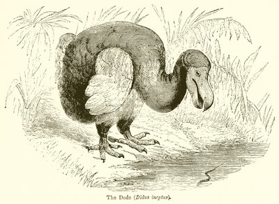 The Dodo (Didus Ineptus) av English School
