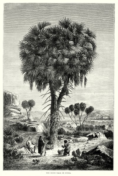 Doum-palmen i Nubia (gravering) av English School