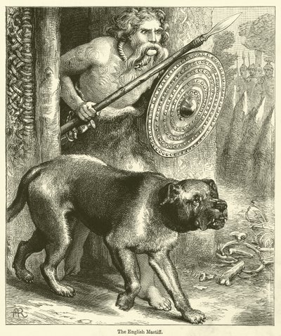 Den engelske mastiffen (gravering) av English School