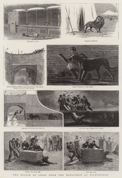 The Escape of Lions from the Menagerie i Birmingham (gravering) av English School