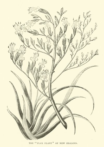 The Flax Plant of New Zealand av English School
