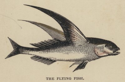 The Flying Fish (farget gravering) av English School