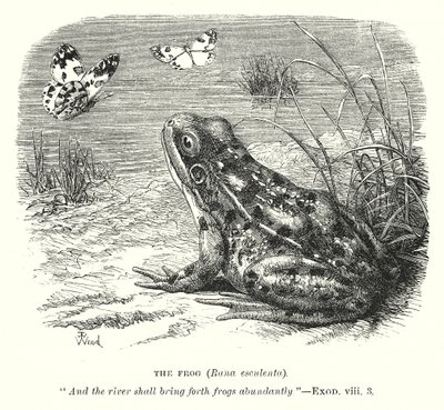 Frosken (Rona Esculenta) (gravering) av English School