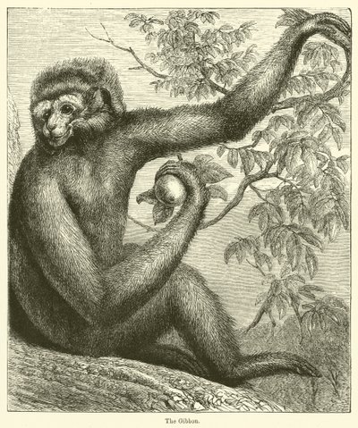 The Gibbon (gravering) av English School