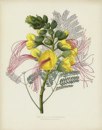 The Gillies Poinciana, Poinciana Gilliesii av English School