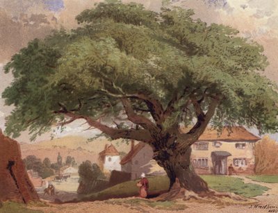 The Great Ash, scene i Surrey (farge litho) av English School