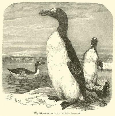 Alken, Alca impennis av English School