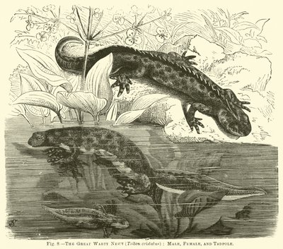 The Great Warty Newt (Triton cristatus), hann, hunn og rumpetroll av English School