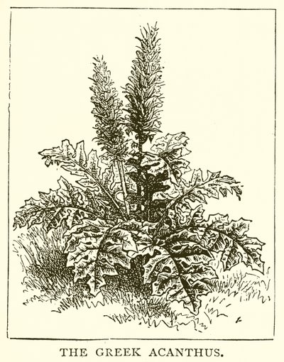 Den greske Acanthus av English School