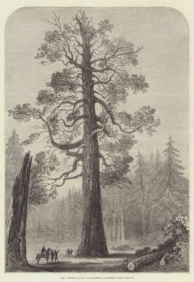 "Grizzly Giant" fra Mariposa, California (gravering) av English School