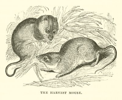 The Harvest Mouse (gravering) av English School