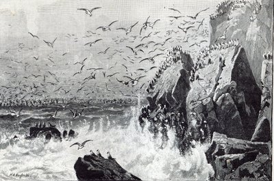The Haunt of the Gulls, fra 