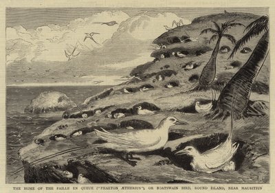 Hjemmet til Paille en Queue (quot;Phaeton Aetheriusquot;), eller båtsmannsfuglen, Round Island, nær Mauritius (gravering) av English School