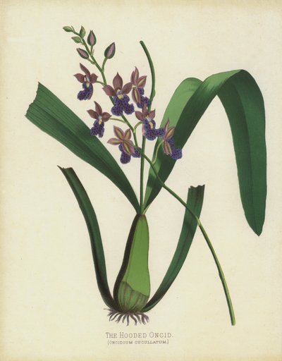 Onciden med hette, Oncidium Cuccullatum av English School