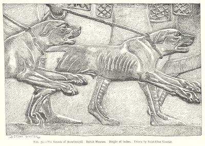 Assurbanipals hunder. British Museum (gravering) av English School