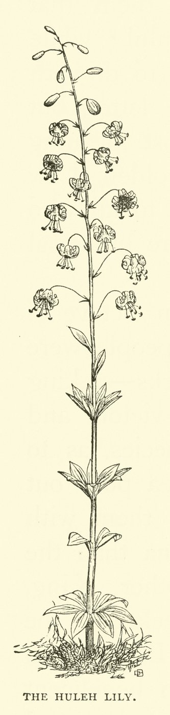 Huleh-liljen av English School