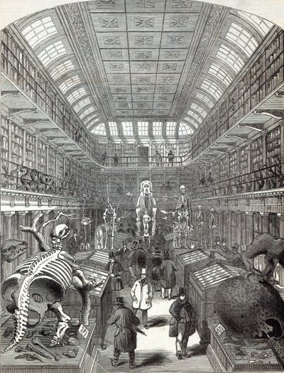 Hunterian Museum, ved Royal College of Surgeons, fra 