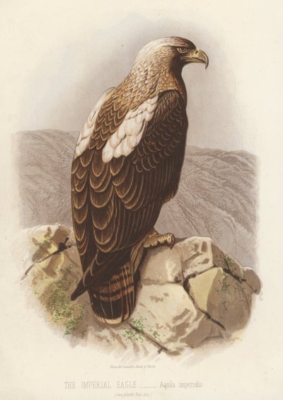 Keiserørnen, Aquila Imperialis (fargelitografi) av English School