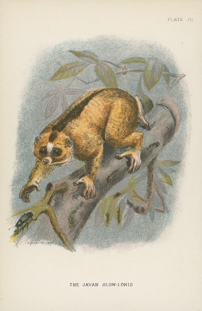 Javan Slow-Loris av English School