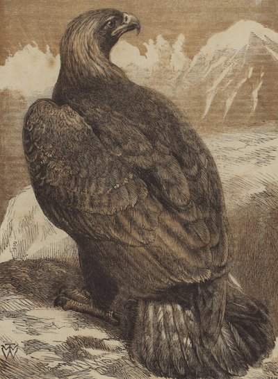 Der König der Berge (farbige Gravur) von English School