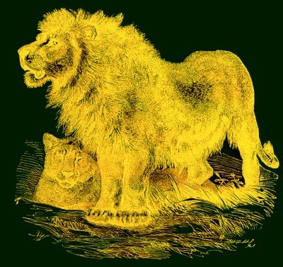 The Lion, illustrasjon fra J. G. Woods Illustrated Natural History, publisert ca. 1850 (digitalt forbedret bilde) av English School