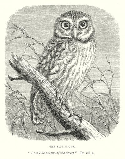 Den lille uglen (gravering) av English School