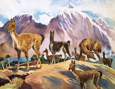 Lamaen, illustrasjon fra «Naturens underverker» av English School