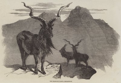The Markore, Capra Megaceros (gravering) av English School