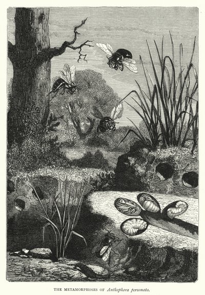 Metamorfosene til Anthophora personata (gravering) av English School