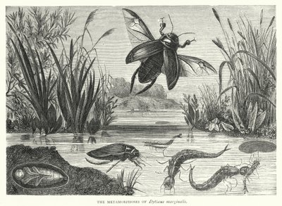 Metamorfosene til Dytiscus marginalis (gravering) av English School