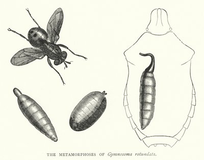 Metamorfosene til Gymnosoma rotundata (gravering) av English School