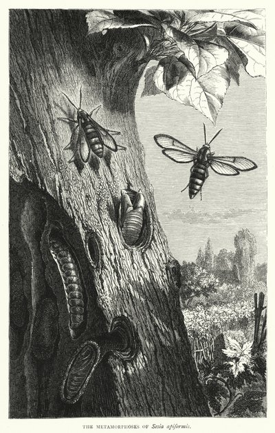 Metamorfosene til Sesia apiformis (gravering) av English School