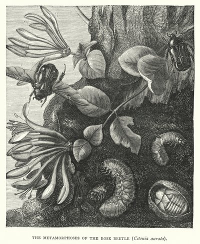Metamorfosene til rosebillen, Cetonia aurata (gravering) av English School