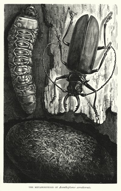 Metamorfosen til Acanthophorus serraticornis (gravering) av English School