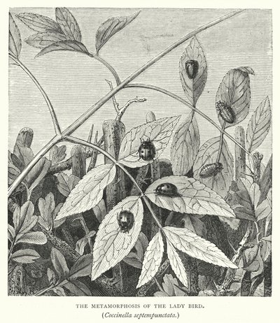 Marihønens metamorfose, Coccinella septempunctata (gravering) av English School