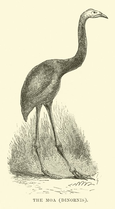 Moaen, Dinornis av English School